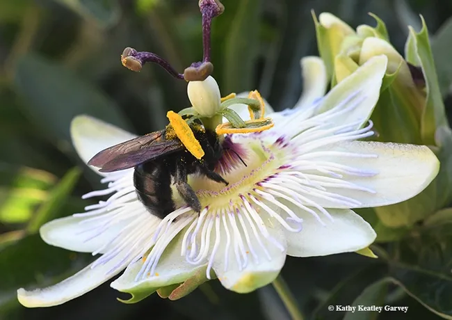 Pollen from the passionflower vine is brushing against this Valley carpenter bee. (Photo by Kathy Keatley Garvey)