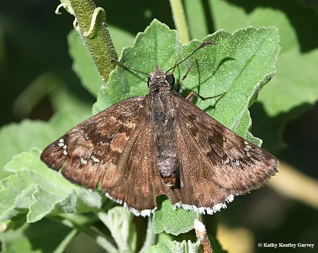 A mournful duskywing, Erynnis tristis suns itself on a butterfly bush. Note its jagged wings, the mark of a predator. (Photo by Kathy Keatley Garvey)
