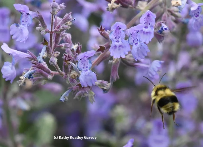It's off to another blossom. A male bumble bee, Bombus melanopygus, heads for more nectar. (Photo by Kathy Keatley Garvey)