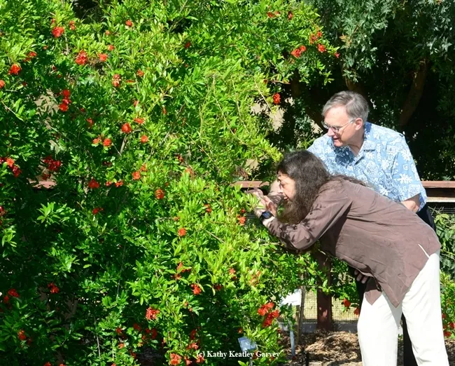 Entomologist May Berenbaum  photographs a bee on a pomegranate tree at the UC Davis bee garden, the H&auml;agen-Dazs Honey Bee Haven, during her May 2014 visit to the campus. With her is Extension apiculturist Eric Mussen, now retired. (Photo by Kathy Keatley Garvey)