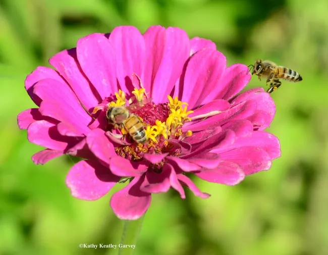 Two honey bees nearly collide over this pink zinnia. (Photo by Kathy Keatley Garvey)