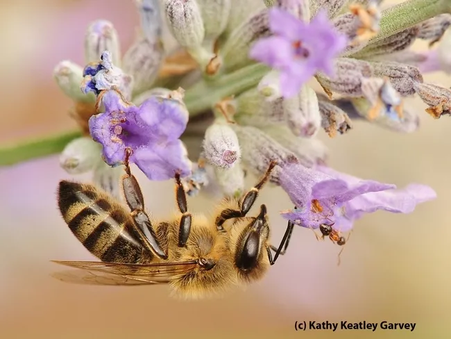 A honey bee encounters a velvetry tree ant. They are foraging on lavender. (Photo by Kathy Keatley Garvey)