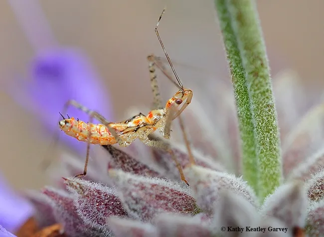 A nymph assassin bug strikes a pose on Cleveland sage. (Photo by Kathy Keatley Garvey)