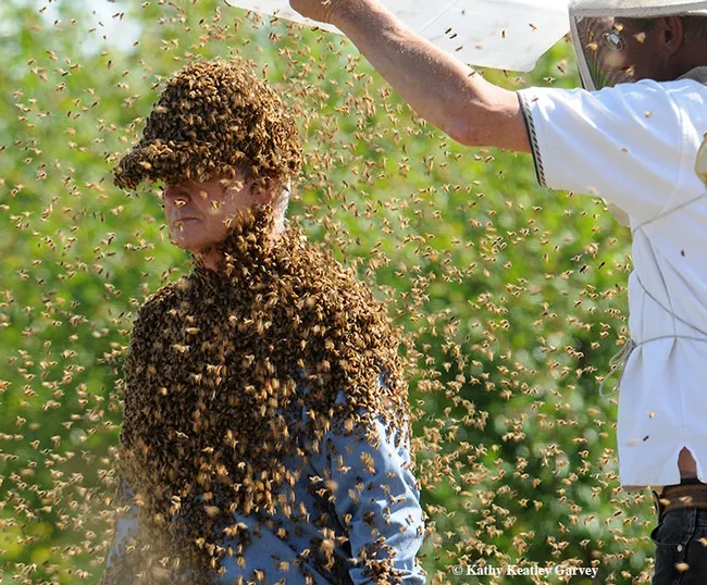 Noted bee scientist, bee wrangler and author Norm Gary, emeritus professor, UC Davis Department of Entomology and Nematology, suits up for a bee wrangling demonstration. He spearheaded the founding of the Western Apicultural Society. (Photo by Kathy Keatley Garvey)