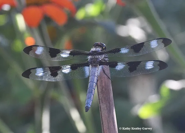 The 12-spot dragonfly, Libellula pulchella, perches on a bamboo stake in Vacaville, Calif. on July 16.