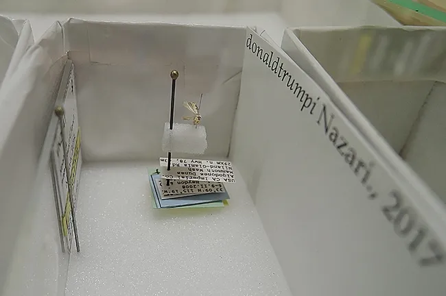 The Donald Trump moth, Neopalpa donaldtrumpi, is a permanent part of the Bohart Museum of Entomology. Bohart scientists collected the new species in the Algodones Dunes, and it was named by evolutionary biologist and systematist Vazrick Nazari of Canada. (Photo by Kathy Keatley Garvey)