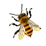 Honey bee