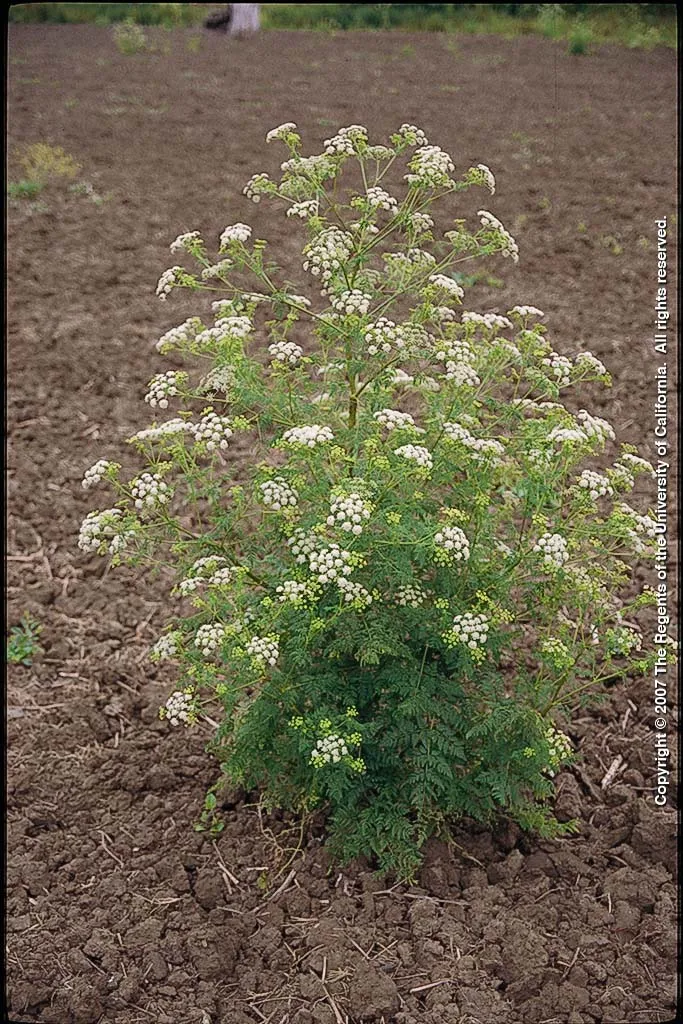 Poison Hemlock