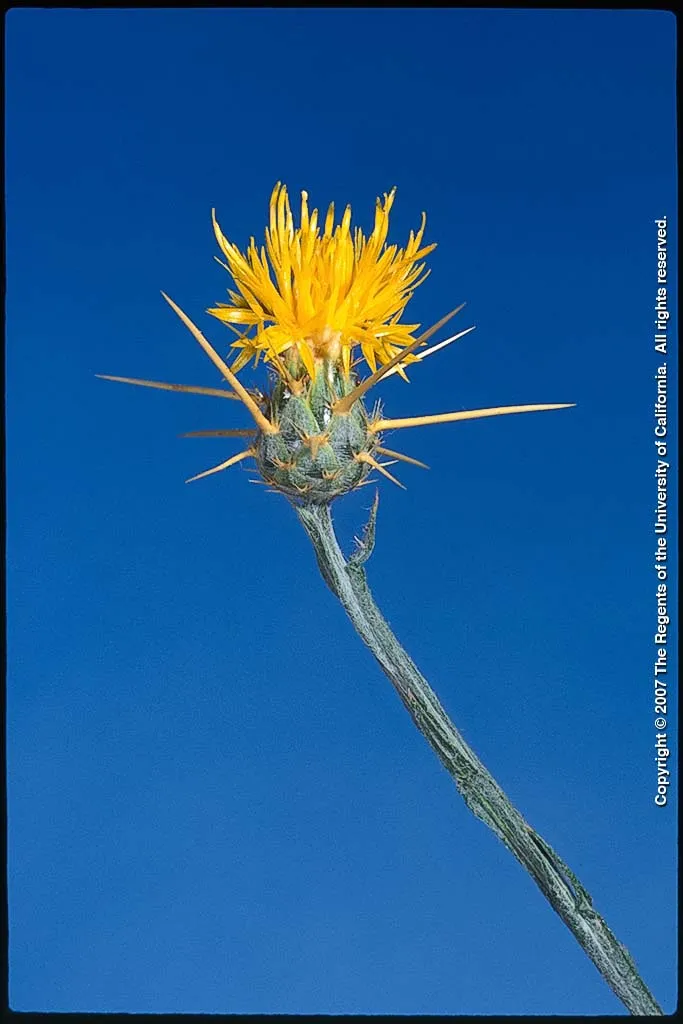 Yellow Starthistle