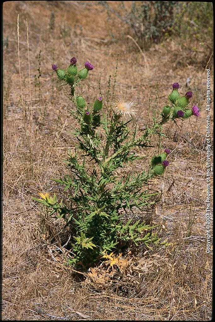 Bull Thistle