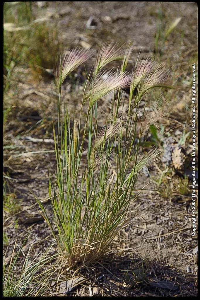 Foxtail Barley