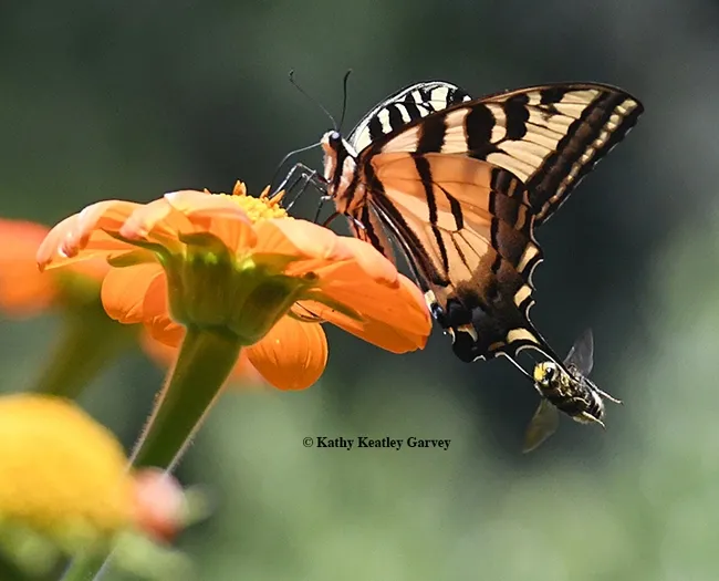 A longhorn bee, probably Melissodes agilis, has this "tiger" (Western tiger swallowtail) by the tail. (Photo by Kathy Keatley Garvey)