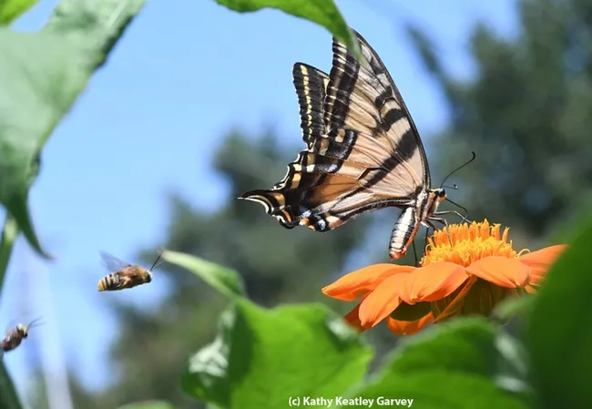 Territorial male longhorn bees are targeting a Western tiger swallowtail as it's trying to sip some nectar from a Mexican sunflower (Tithonia). (Photo by Kathy Keatley Garvey)