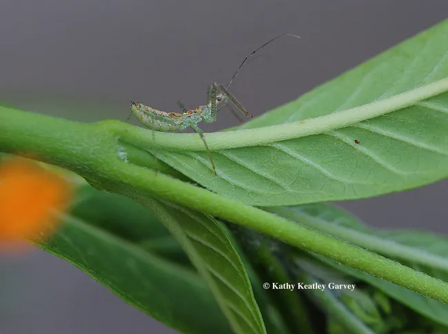 An assassin bug looking for prey. It's on a tropical milkweed. (Photo by Kathy Keatley Garvey)