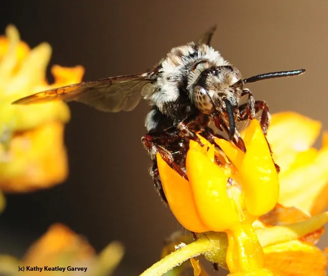 Close-up of a cuckoo bee, Xeromelecta californica, on a tropical milkweed, Asclepias curassavica. (Photo by Kathy Keatley Garvey)
