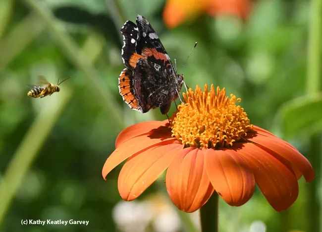 A male territorial long-horned bee targets a red admiral buttefly sipping nectar from a Mexican sunfower, Tithonia. (Photo by Kathy Keatley Garvey)