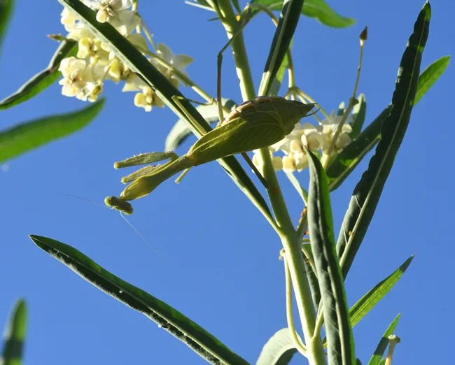 As morning dawns, a female praying mantis,Stagmomantis limbata, checks out what's below. (Photo by Kathy Keatley Garvey)