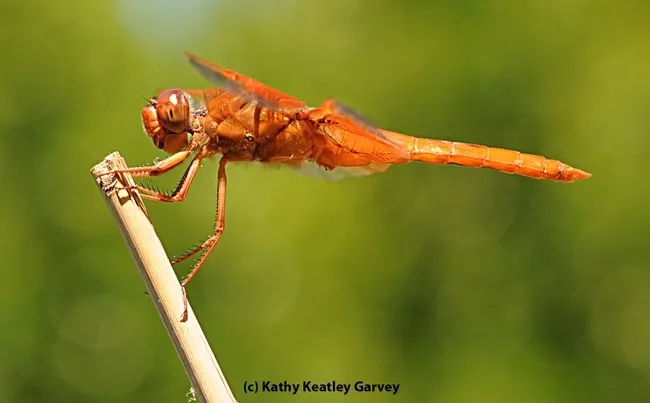 A red flameskimmer dragonfly (Libellula saturata) perches on a bamboo stake in Vacaville, Calif. (Photo by Kathy Keatley Garvey)