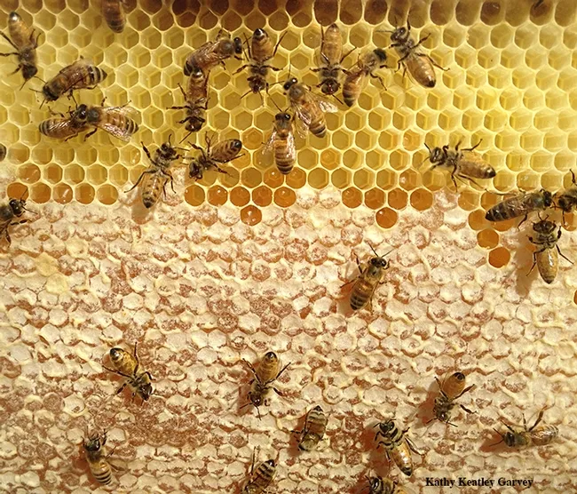 Honeycomb: "The bee hive is the ultimate home sweet home," says Amina Harris, director of the Honey and Pollination Center. (Photo by Kathy Keatley Garvey)