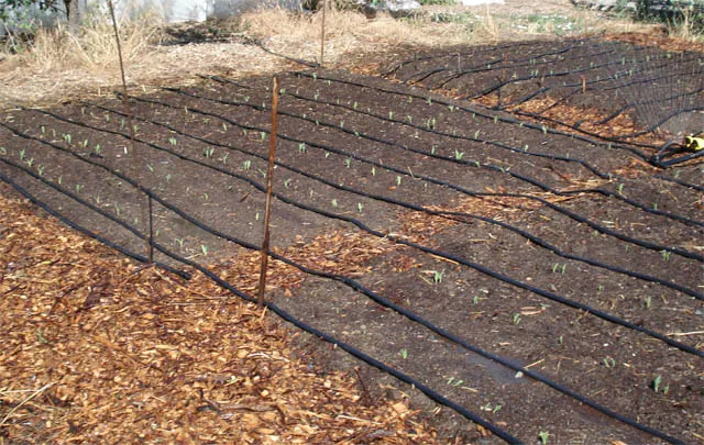 Young corn plants sprouting in a garden bed lined with drip irrigation tubing, surrounded by wood chips.