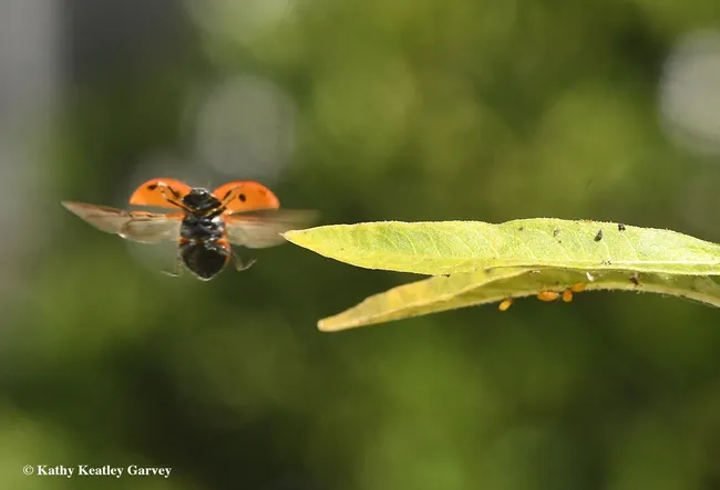 And we're off! The lady beetle spreads its wings and is off. Photos taken with 105mm lens on Nikon D500; ISO 2000; shutter speed, 1/1000, and f-stop 16. (Photo by Kathy Keatley Garvey)