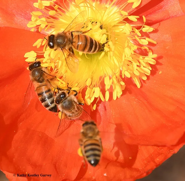 Dinner for four? We can accommodate even more! (Photo by Kathy Keatley Garvey)