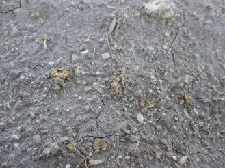 Figure 2. Sharpen at 1.0 oz/A