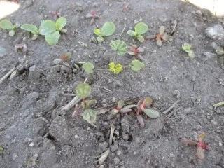 Figure 5. Raptor at 4.0 oz/A