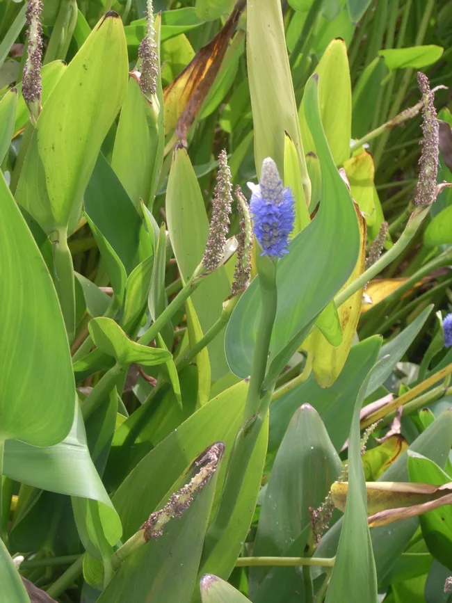 Pickerelweed (Pontederia cordata)