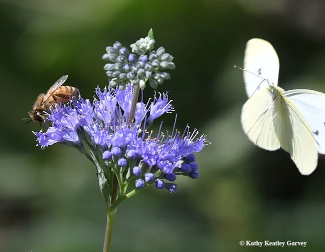 Joy, oh, joy, another  photobomb opportunity! The cabbage white circles the honey bee nectaring on bluebeard (Caryopteris x clandonensis). (Photo by Kathy Keatley Garvey)