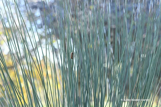 From a distance, the ootheca on the Mexican grass tree can easily be spotted--if you're looking for it. (Photo by Kathy Keatley Garvey)