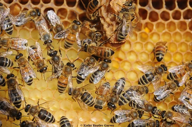 Foraging honey bees return to the hive to share nectar, which the house bees will turn into honey. (Photo by Kathy Keatley Garvey)
