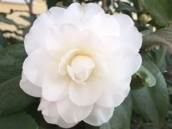 Camillia Petal Blight | A Garden Runs Through It - UCCE Master