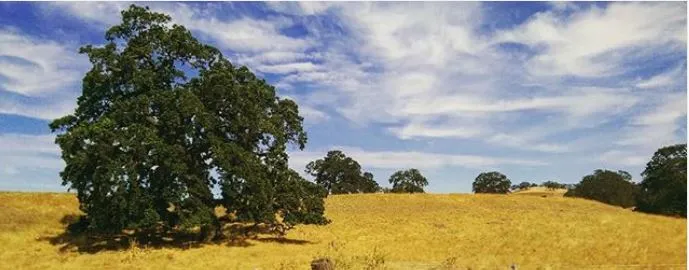 Valley Oak - CA Central Valley