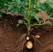Image of a just-harvested potato plant, with forming potatoes visible attached to roots
