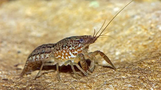 Marbled crayfish