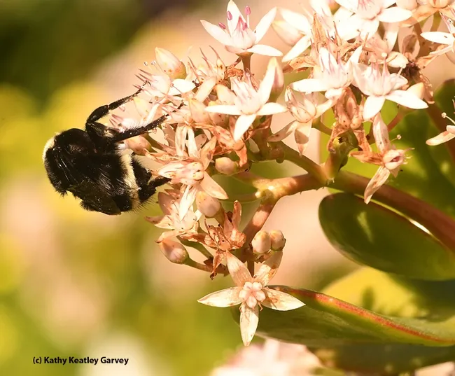 The yellow-faced bumble bee is nearing the end of her foraging. Now it's back to her underground nest. (Photo by Kathy Keatley Garvey)