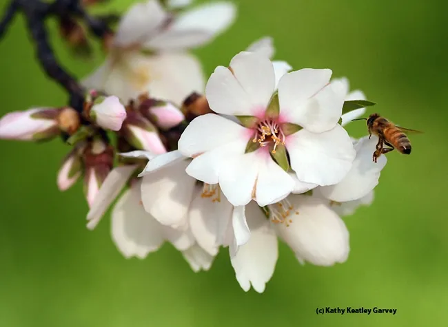 Pollen-packing honey bee heads for an almond blossom on Feb. 9 on the UC Davis campus. (Photo by Kathy Keatley Garvey)