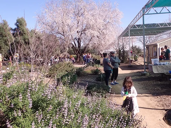 A young girl searches for bees amid the blossoms of the California native plant, Brandegee's sage (Salvia brandegeei) (Photo by Kathy Keatley Garvey)
