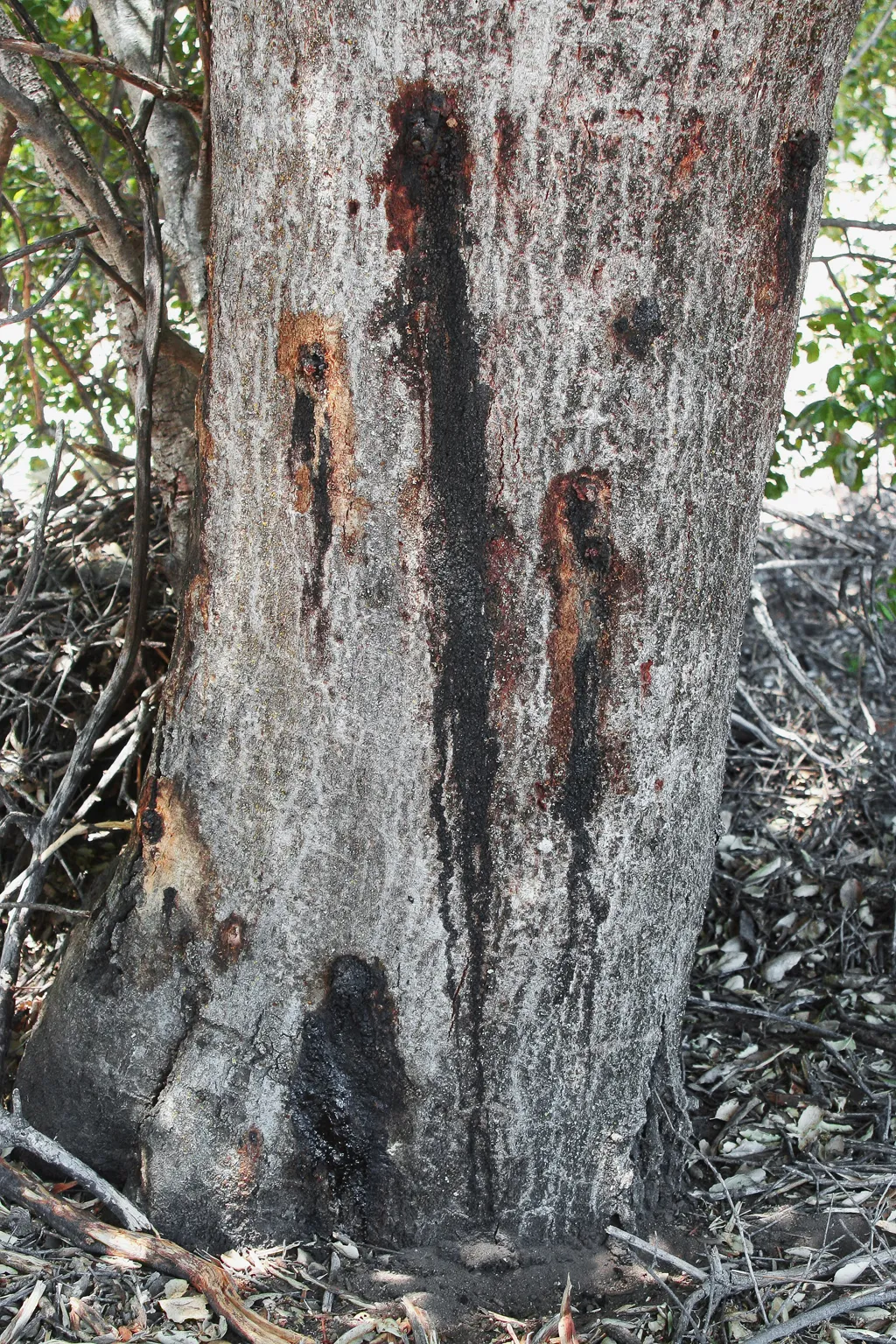 Goldenspotted Oak Borer Infestation