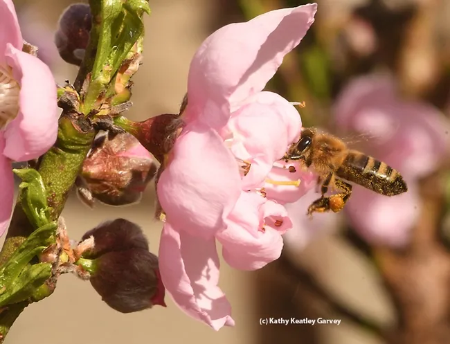 A honey bee pollinating a nectarine blossom in Vacaville, Calif. (Photo by Kathy Keatley Garvey)