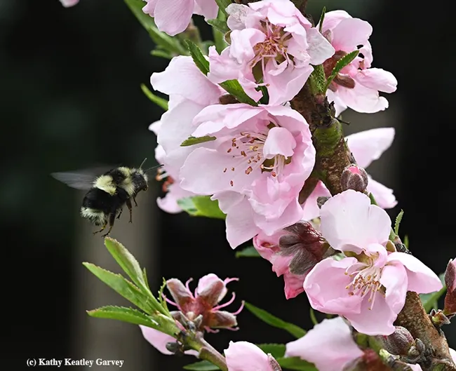 A black-tailed bumble bee, Bombus melanopygus, heads for a nectarine tree in Vacaville, Calif. on March 18. (Photo by Kathy Keatley Garvey)
