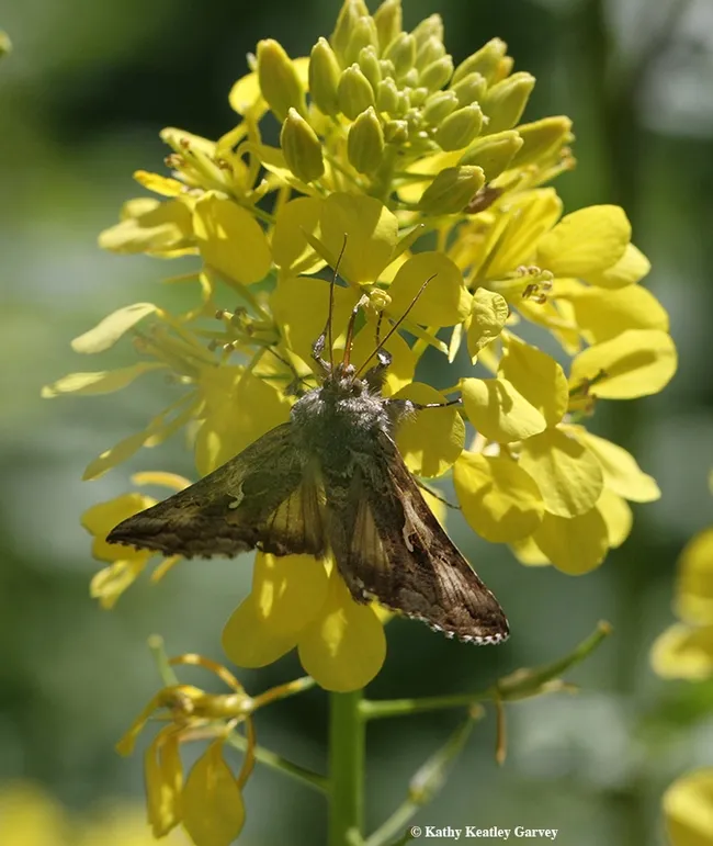 Spreading its wings, the alfalfa looper moth, Autographa californica, is oblivious to the photographer.(Photo by Kathy Keatley Garvey)