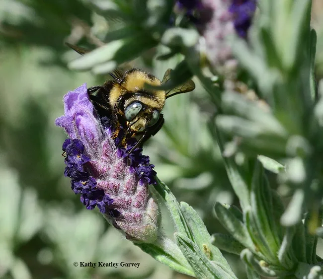 A male mountain carpenter bee, Xyclocopa tabaniformis orpifex, peers at the photographer. (Photo by Kathy Keatley Garvey)
