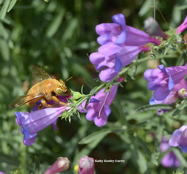 A male Valley carpenter bee, aka "the teddy bear bee" or Xylocopa varipuncta, takes a liking to penstemon, a popular plant at the UC Davis Arboretum Nursery plant sale. (Photo by Kathy Keatley Garvey)