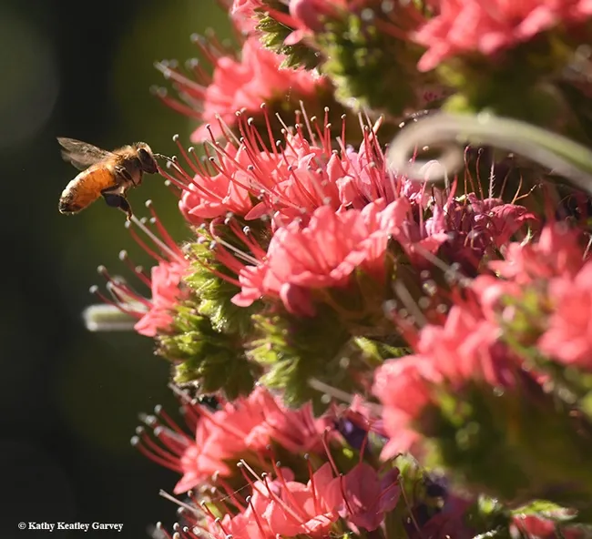 A honey bee heads for a tower of jewels, Echium wildpretii, a biennual. This image was taken in Vacaville, Calif. (Photo by Kathy Keatley Garvey)