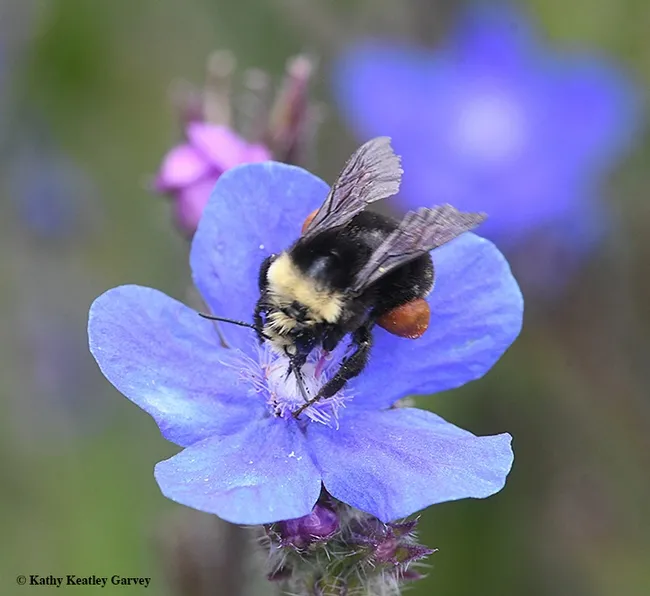 A yellow-faced bumble bee, Bombus vosnesenkii, nectaring on Anchusa azurea, of the borage family. (Photo by Kathy Keatley Garvey)