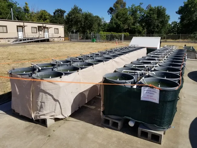 Brazilian waterweed (Egeria densa) growing in a 40-gallon mesocosm at the USDA Aquatic Weed Research Facility, Davis. Photo by Christy Morgan, USDA.