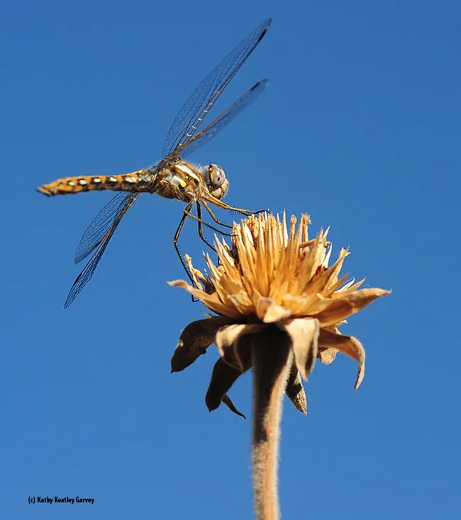 This is a closeup of the variegated meadowhawk, Sympetrum corruptum, taken Oct. 10, 2016 in Vacaville, Calif. It's perched on a Mexican sunflower, Tithonia. This was taken in late afternoon with a 70-180mm macro lens. (Photo by Kathy Keatley Garvey)