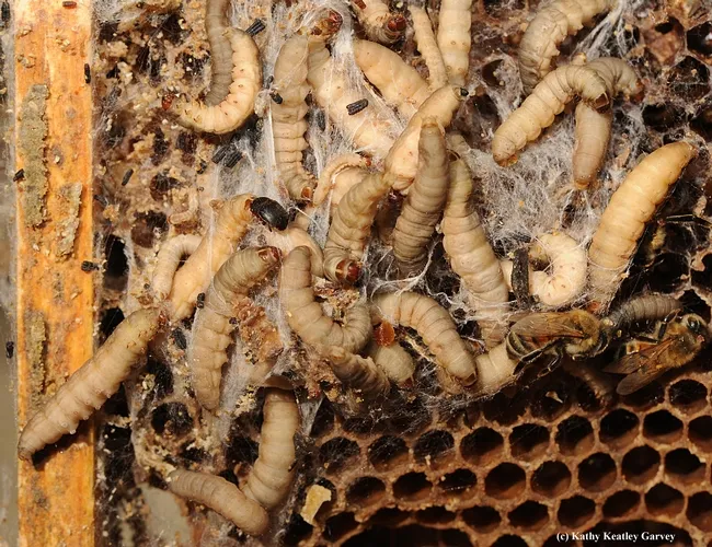 The wax moth enters beehives at night and lays its eggs. These are wax moth larvae (with a few hive beetles). (Photo by Kathy Keatley Garvey)